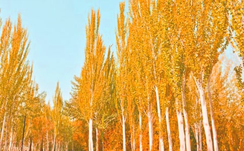 ʵ�õİ�����Сѧ������ƪ