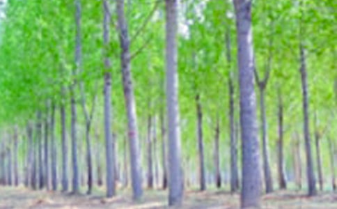 【精选】白杨树小学作文4篇