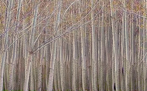 ��ѡ������Сѧ����3ƪ