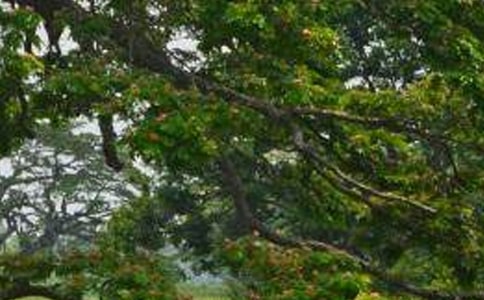 白杨树小学作文300字4篇