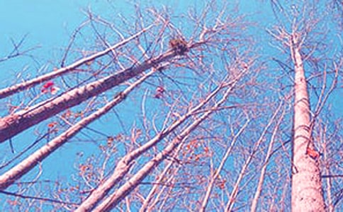 关于白杨树小学作文7篇