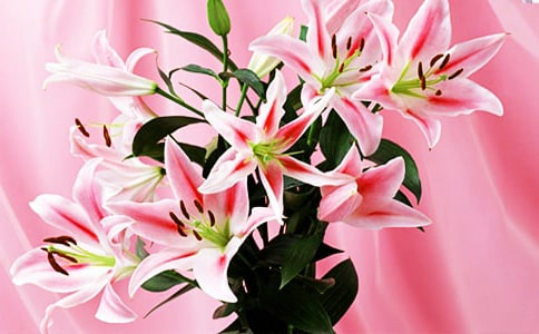 ���������ϵİٺϻ������и�