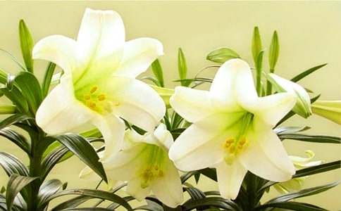 �����ϵİٺϻ�����С�ʵ��6ƪ��