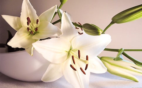 《心田上的百合花》读后感集合12篇