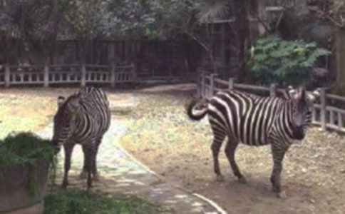 文明礼让斑马线倡议书范文合集六篇