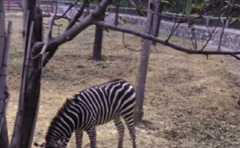 文明礼让斑马线倡议书六篇