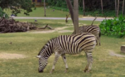 有关文明礼让斑马线倡议书四篇