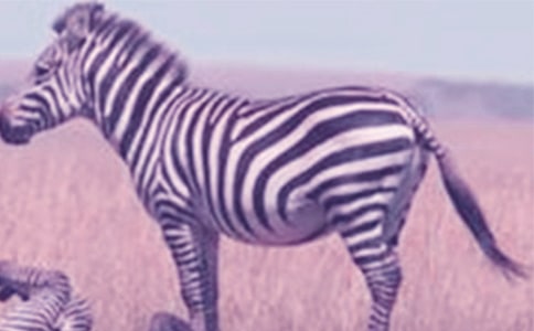 【精品】文明礼让斑马线倡议书三篇