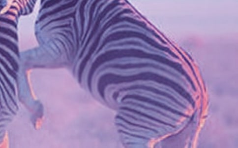 关于礼让斑马线倡议书