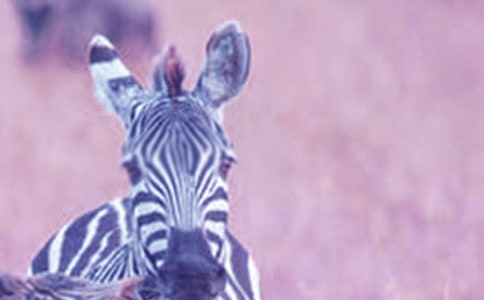 我的斑马复古色系笔-状物作文