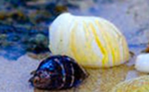 描写贝壳的句子