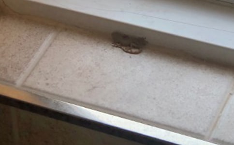 《小壁虎借尾巴》教学反思