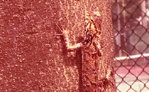 小壁虎借尾巴教学反思(15篇)