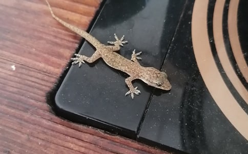 《小壁虎借尾巴》教学反思(合集15篇)