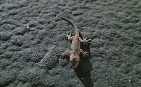 (优秀)《小壁虎借尾巴》教学反思15篇