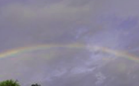 彩虹鸽读后感(15篇)