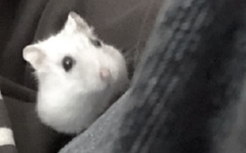 ʵ�õ�С�������꼶����3ƪ