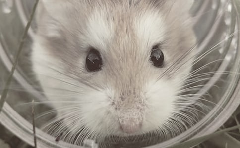 ����۲��ռǼ���