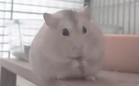 ����۲��ռ�ʮ��ƪ