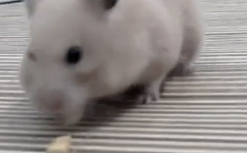 仓鼠初中作文9篇