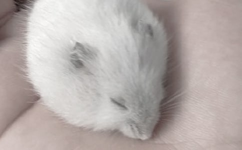 ���ڲ���۲��ռǼ���