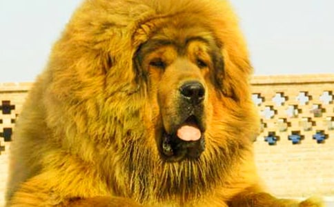 读《藏獒渡魂》有感18篇