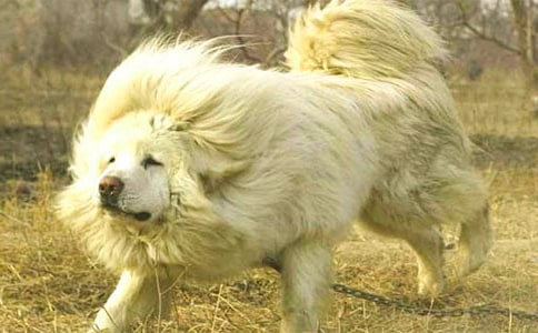 读《藏獒渡魂》有感