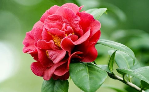 ��д�軨�ľ���