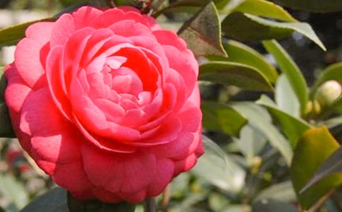 形容山茶花香的句子