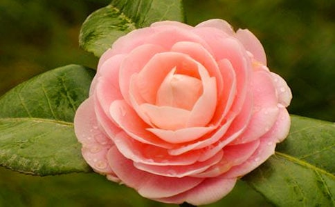 我爱家乡的山茶花小学作文