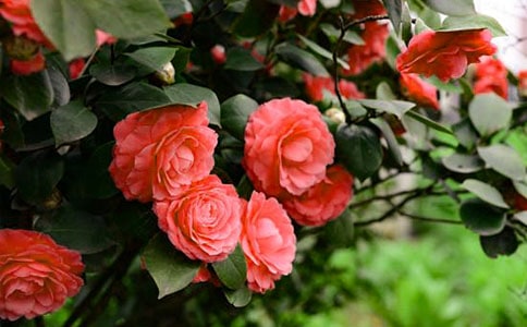 �����軨��Ψ������