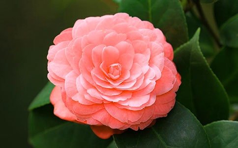 关于茶花三年级作文汇总十篇