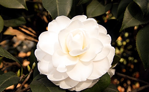 ��д�軨�ľ���14ƪ