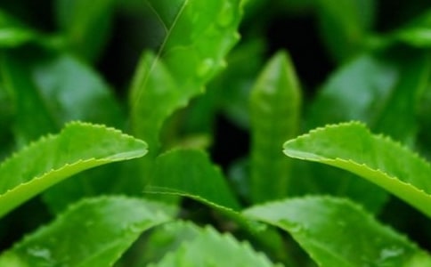 ��Ҷ������ͬ�ϼ�15ƪ