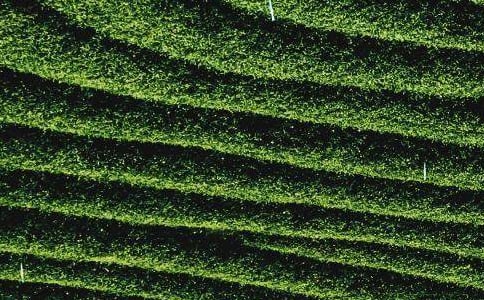 ��Ҷ������ͬ