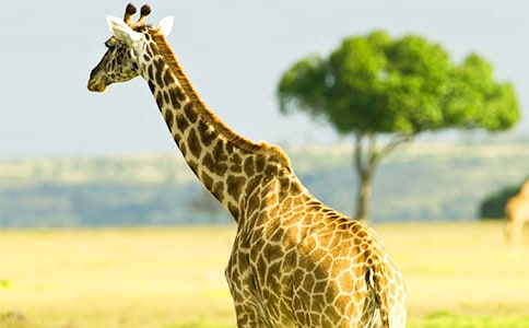 ���׳���¹˵�θ�