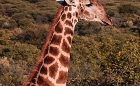 长颈鹿和小鸟教学反思8篇