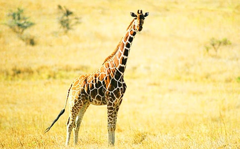 ������¹�������