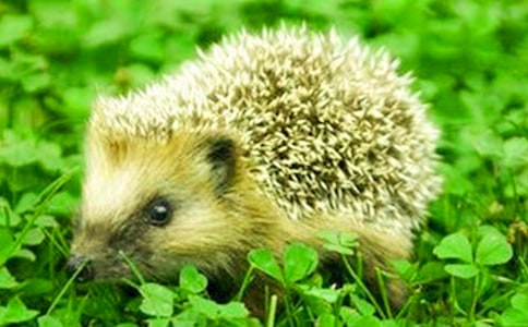 С������꼶���Ľ���5ƪ