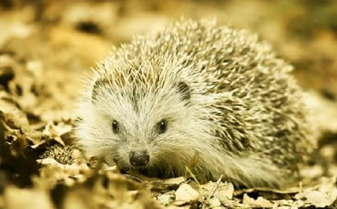 关于刺猬日记9篇