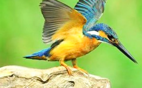 《翠鸟》教学反思14篇