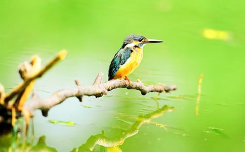 三年级语文《翠鸟》教案15篇