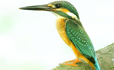 ���꼶�²����Ĵ���̰�