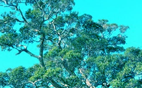 ��С�ݺʹ����������15ƪ���Ƽ���