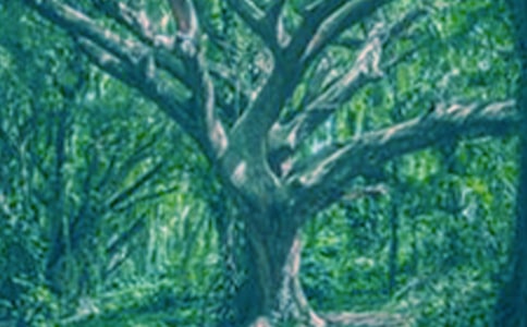 С�ݺʹ����Ķ����