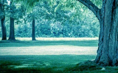 《小草和大树》读后感范文