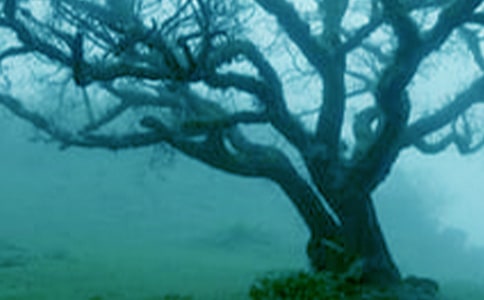 ��С�ݺʹ�������ѧ��˼