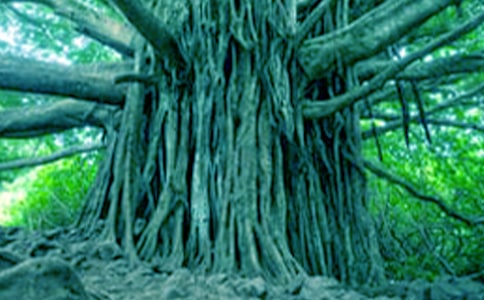 ��С�ݺʹ����������