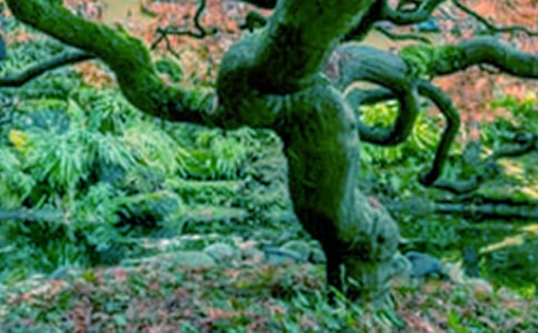 小苗与大树的对话的读后感