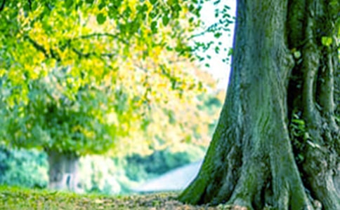 二年级大树的故事教学反思